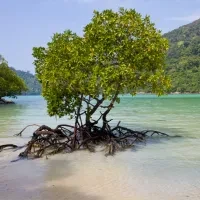 Rio Mare and WWF work together to protect mangroves