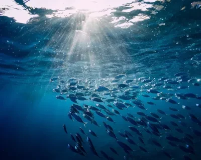 Tuna swimming